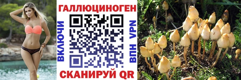 Купить  Железноводск  Галлюциногенные грибы Psilocybe 